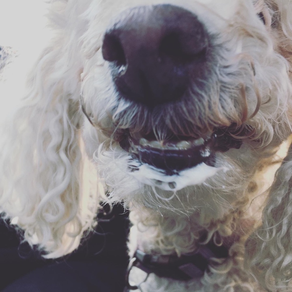 Meet your Posher, Sam